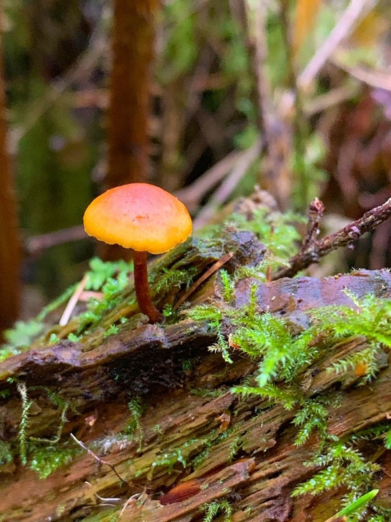 Picture of TINY MUSHROOM I