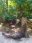 Picture of TREE FACE I