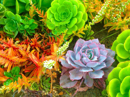 Picture of SUCCULENT GARDEN I