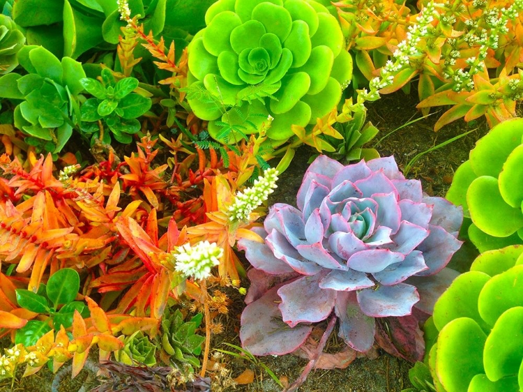 Picture of SUCCULENT GARDEN I