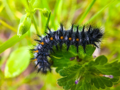 Picture of CATERPILLAR I