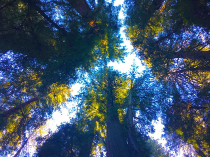 Picture of TREE CANOPY I