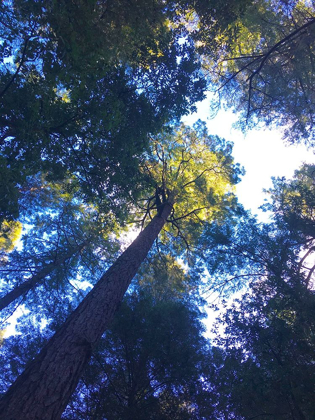 Picture of TREE CANOPY II
