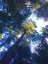 Picture of TREE CANOPY II