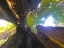 Picture of TREE CANOPY III