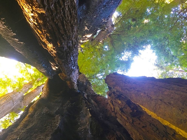 Picture of TREE CANOPY III