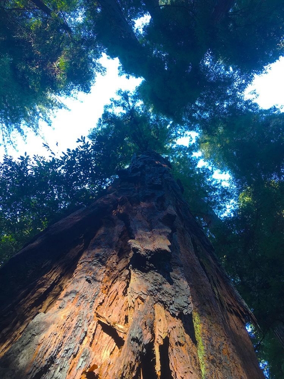 Picture of TREE CANOPY IV