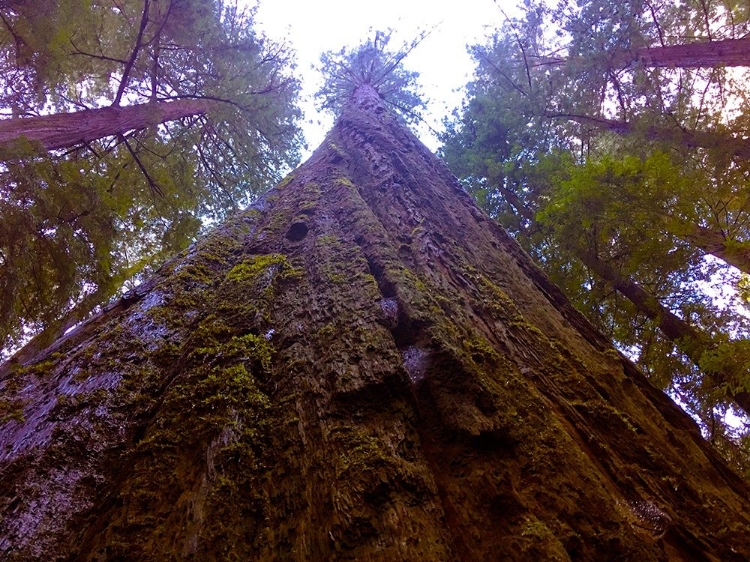 Picture of TREE CANOPY V