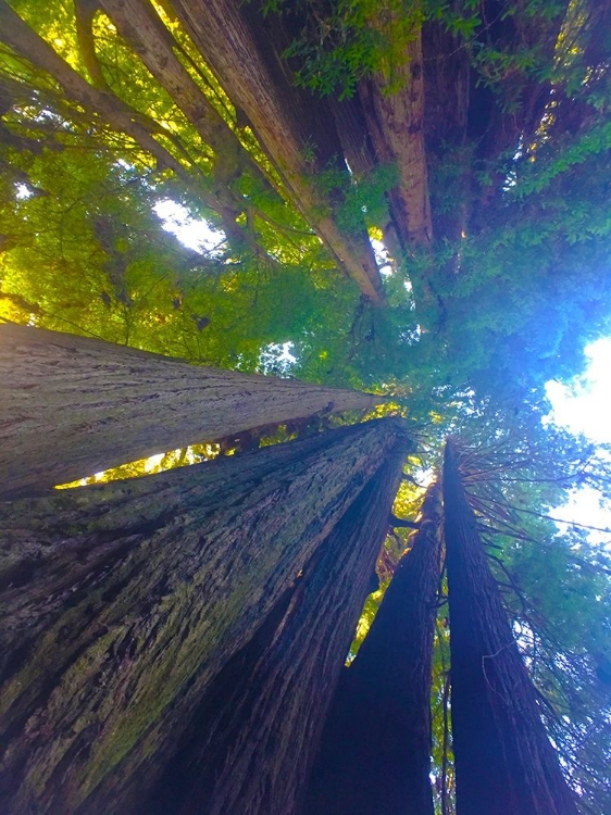 Picture of TREE CANOPY VI