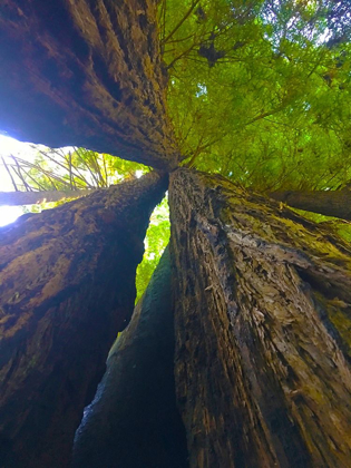 Picture of TREE CANOPY VII