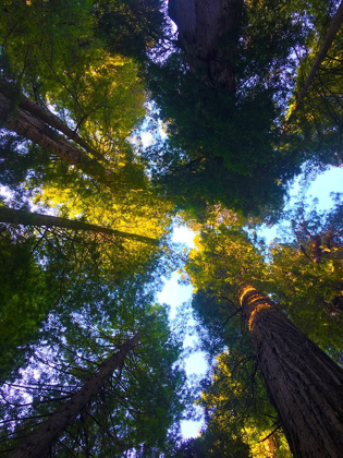 Picture of TREE CANOPY VIII