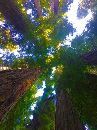 Picture of TREE CANOPY XII