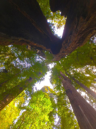 Picture of TREE CANOPY XIII