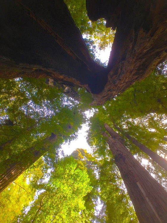 Picture of TREE CANOPY XIII