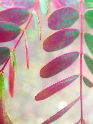 Picture of ROUND LEAVES I