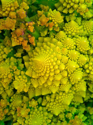 Picture of NATURAL FRACTALS I