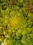 Picture of NATURAL FRACTALS II
