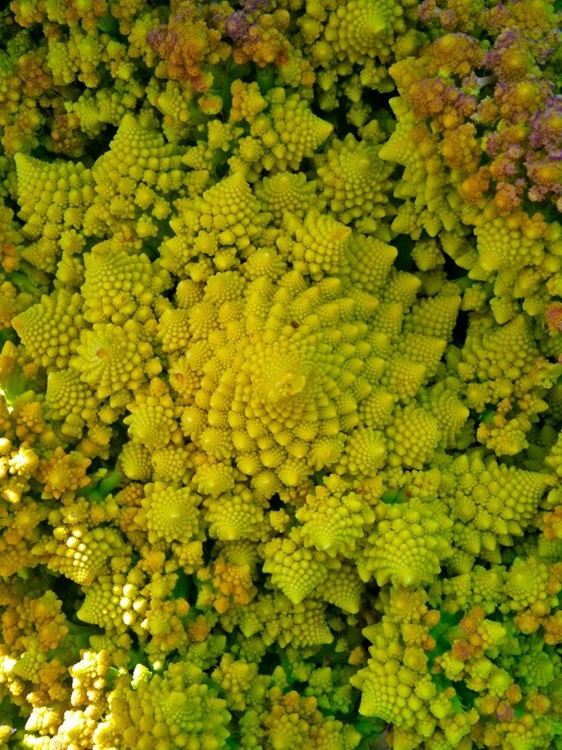 Picture of NATURAL FRACTALS II