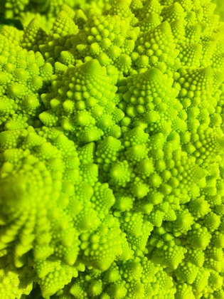 Picture of NATURAL FRACTALS IV