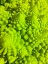 Picture of NATURAL FRACTALS IV