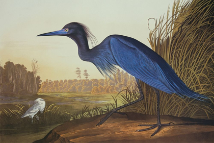 Picture of BLUE CRANE OR HERON