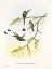 Picture of SPATHURA SOLSTITIALIS