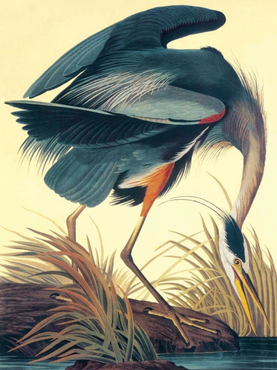 Picture of GREAT BLUE HERON