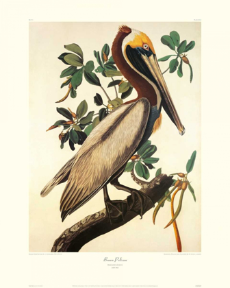 Picture of BROWN PELICAN (DECORATIVE BORDER)