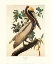 Picture of BROWN PELICAN (DECORATIVE BORDER)
