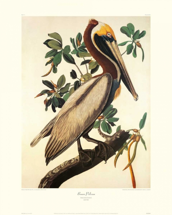 Picture of BROWN PELICAN (DECORATIVE BORDER)