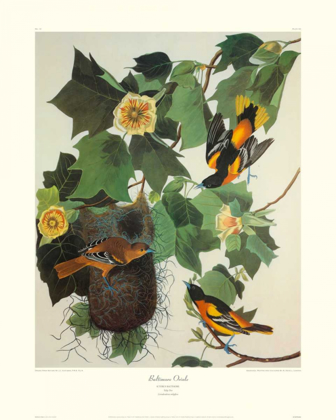 Picture of BALTIMORE ORIOLE (DECORATIVE BORDER)