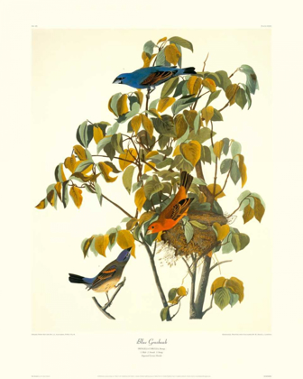 Picture of BLUE GROSBEAK (DECORATIVE BORDER)