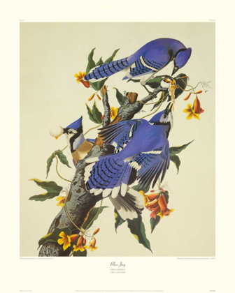 Picture of BLUE JAY (DECORATIVE BORDER)