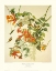 Picture of RUBY-THROATED HUMMINGBIRD (DECORATIVE BORDER)