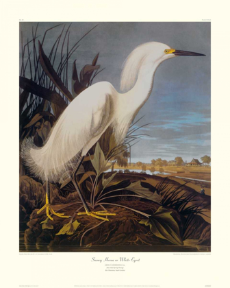 Picture of SNOWY HERON OR WHITE EGRET (DECORATIVE BORDER)