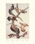 Picture of HAIRY WOODPECKER (DECORATIVE BORDER)