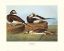Picture of LONG-TAILED DUCK (DECORATIVE BORDER)