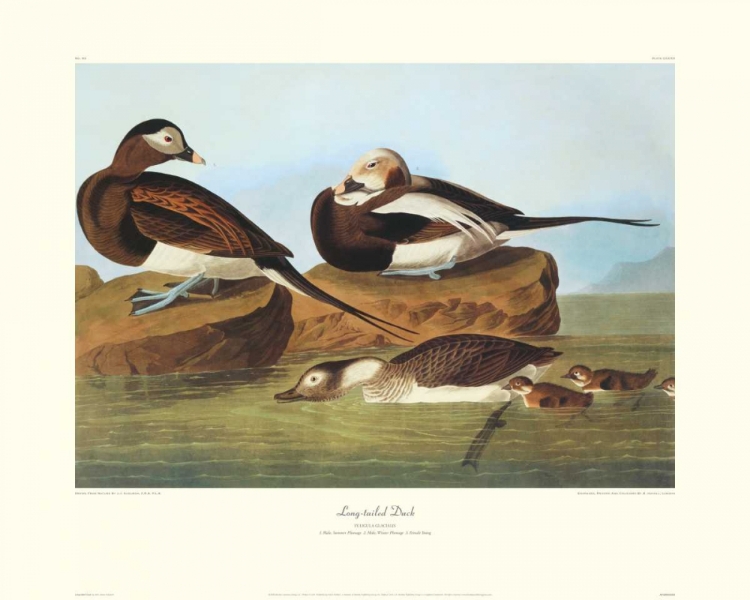 Picture of LONG-TAILED DUCK (DECORATIVE BORDER)