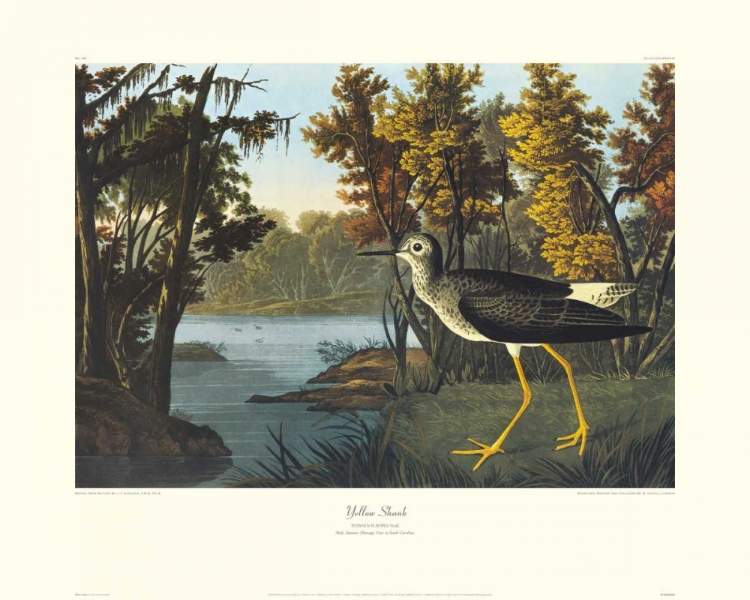 Picture of YELLOW SHANK (DECORATIVE BORDER)