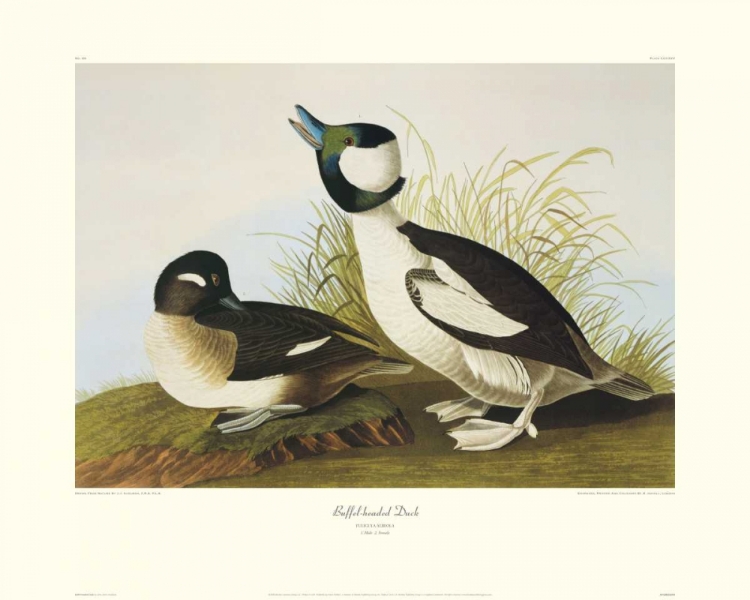 Picture of BUFFEL-HEADED DUCK (DECORATIVE BORDER)