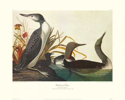 Picture of RED-THROATED DIVER (DECORATIVE BORDER)