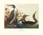 Picture of RED-THROATED DIVER (DECORATIVE BORDER)