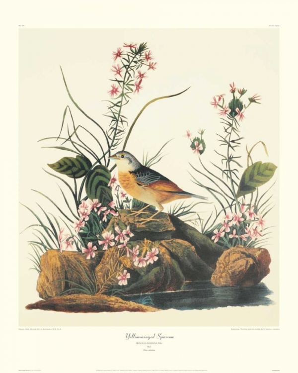 Picture of YELLOW-WINGED SPARROW (DECORATIVE BORDER)