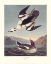 Picture of SMEW OR WHITE NUN (DECORATIVE BORDER)