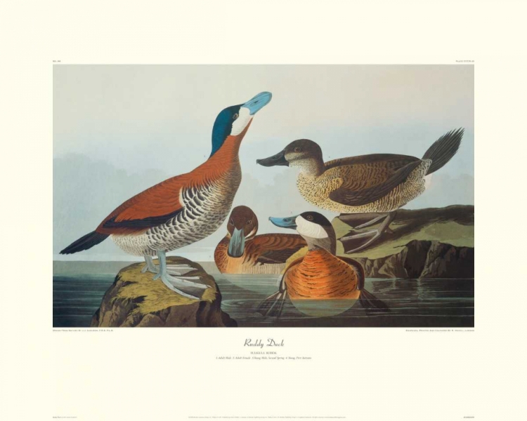 Picture of RUDDY DUCK (DECORATIVE BORDER)