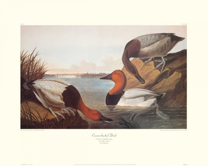 Picture of CANVAS-BACKED DUCK (DECORATIVE BORDER)
