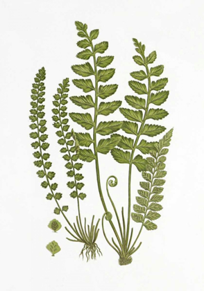 Picture of SEA SPLEENWORT