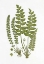 Picture of SEA SPLEENWORT