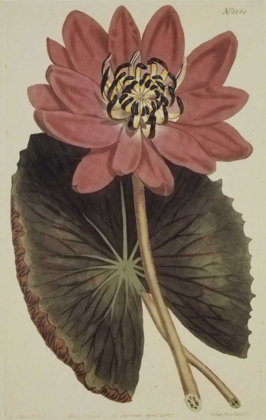 Picture of WONDEROUS WATER LILY