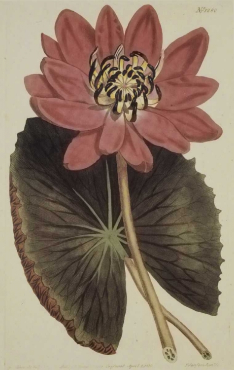 Picture of WONDEROUS WATER LILY